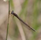 Sympecma fusca